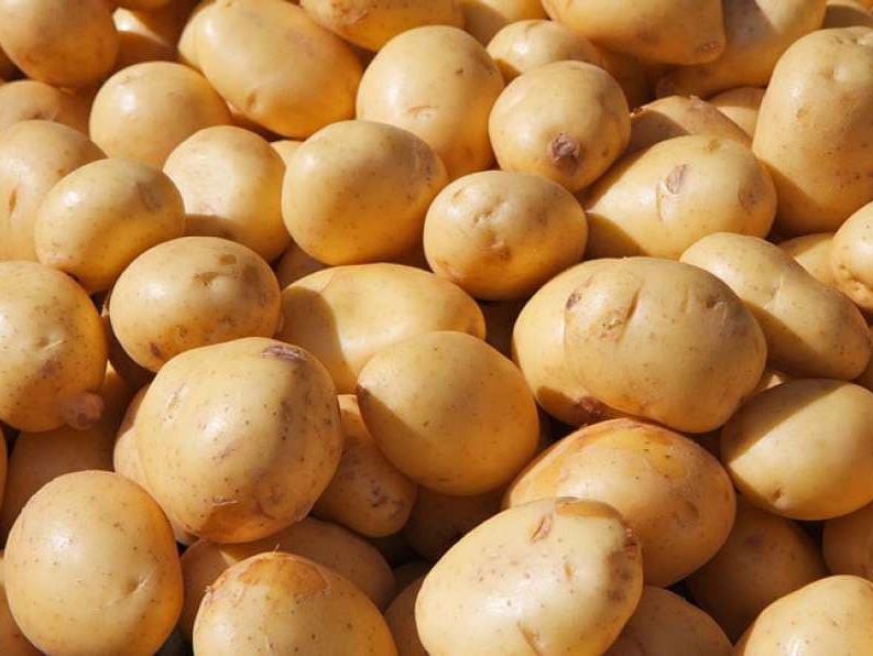 Valytos bulvės vakuume